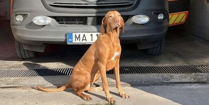 Megsérült gazdáját védelmező kutyusról is gondoskodtak a mentők Megsérült gazdáját védelmező kutyusról is gondoskodtak a mentők