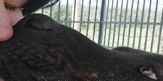 Szívszorító: gazdára lelt Vándor, a Mohácson és Pécsett is megfordult kutyus