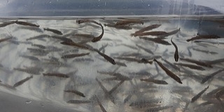 Csukák tízezereit telepítettek baranyai vizekbe