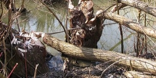 Újabb települést hódítottak meg a hódok Baranyában