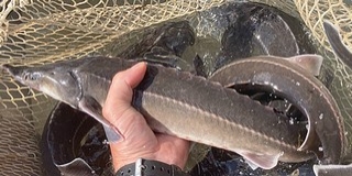 Jelölt kecsegéket telepítettek a Dunába Dunaszekcsőnél