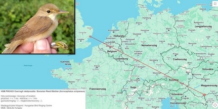 Angliáig jutott a Mohácsi-szigetről egy nádiposzáta Angliáig jutott a Mohácsi-szigetről egy nádiposzáta