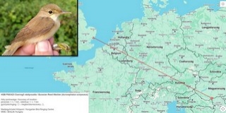 Angliáig jutott a Mohácsi-szigetről egy nádiposzáta