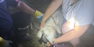 Huszonöt méter mélyről szabadítottak ki a tűzoltók egy gidát