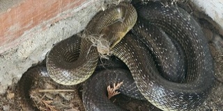 Hatalmas kígyóhoz riasztották a Baranya Speciális Mentőket