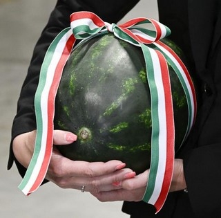 Kiváló minőségű dinnyével indul el a magyar dinnyeszezon - Irány a piac!