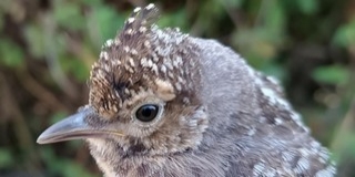 Ritka madár is gyűrűt kapott a baranyai táborban