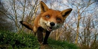 Újabb veszett rókát találtak Magyarországon