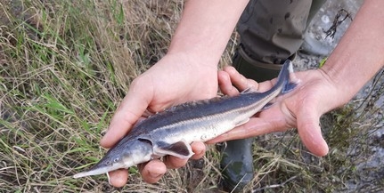 Mohácsnál is vizsgálták a kutatók a dunai halállományt Mohácsnál is vizsgálták a kutatók a dunai halállományt