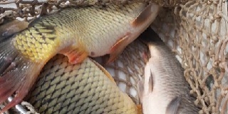 Pontyok és ragadozók is érkeztek két baranyai tóba