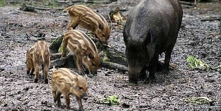 Baranyában kilőtt vaddisznóban állapították meg az afrikai sertéspestis jelenlétét Baranyában kilőtt vaddisznóban állapították meg az afrikai sertéspestis jelenlétét