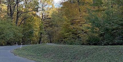 Balasetveszélyessé váltak a fák az egyik legszebb baranyai út mentén