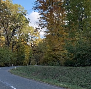 Balasetveszélyessé váltak a fák az egyik legszebb baranyai út mentén