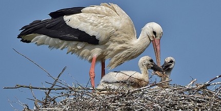 Több mint félezer gólyafi repült ki idén Baranyában, gyarapodott az állomány Több mint félezer gólyafi repült ki idén Baranyában, gyarapodott az állomány