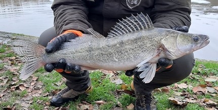Két baranyai tóba is csodás halak érkeztek