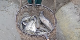 Harcsákból érkezett utánpótlás Mohácsnál a Dunába