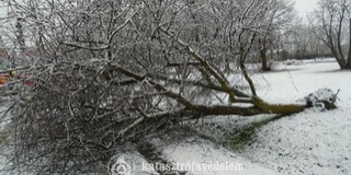 Fák dőltek ki a hó súlya alatt Baranyában