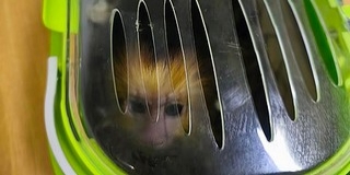 Dobozban csempészett majmot találtak a fináncok