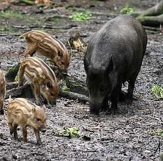 Durván terjed a sertéspestis Baranyában, lezárják a vadátjárókat a sztrádák felett