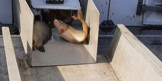 Két baranyai tóba is érkezett pontyokból utánpótlás