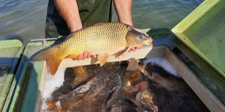 Horgász Kvízre invitálják a fiatal baranyai pecásokat