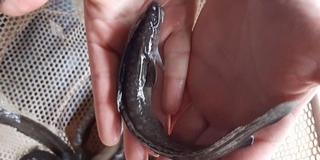 Menyhalakból ékezett utánpótlás a Dunába Mohácsnál