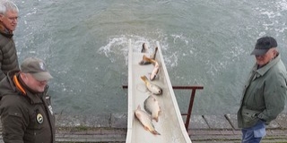 Két baranyai tóba is érkezett pontyokból utánpótlás