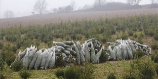 A lucfenyők már feladták, nem bírják a klímát