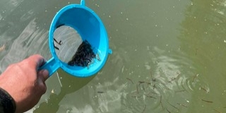 Ragadozók tízezreit telepítették baranyai vizekbe