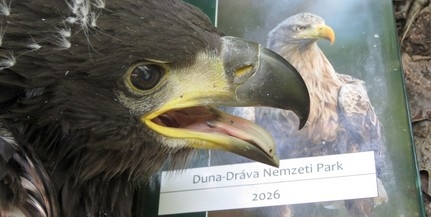 Rétisas fiókákat gyűrűztek az Alsó-Duna-völgyben Rétisas fiókákat gyűrűztek az Alsó-Duna-völgyben