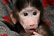 Még az árván maradt pécsi kis majom is veszélyes állatnak számít
