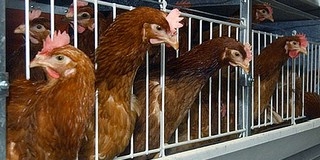 Nem vicc: csirkében kapják a fizetésüket a tanárok
