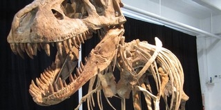 A Tyrannosaurus rex patagóniai rokonát fedezték fel Argentínában A Tyrannosaurus rex patagóniai rokonát fedezték fel Argentínában