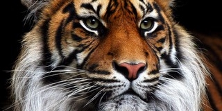 Tigris várta a női vécében, de megőrizte lélekjelenlétét Tigris várta a női vécében, de megőrizte lélekjelenlétét