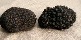 Csak engedéllyel gyűjthető a szarvasgomba a Mecsekben