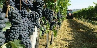 Villányban készült a legtöbb Pannon bor