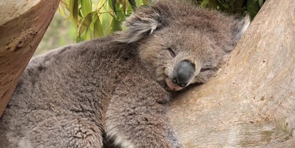 Kihalhatnak a koalák a felmelegedés miatt