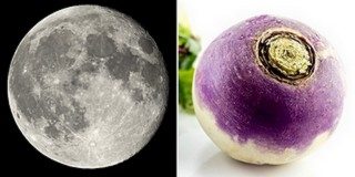 A Holdon termesztene növényeket a NASA A Holdon termesztene növényeket a NASA