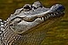 Csalival vadászik a krokodil és az aligátor