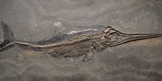 Ősi hüllőtemetőt találtak egy olvadó gleccserben