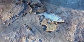 A szokásosnál nagyobb a halpusztulás a Balatonon