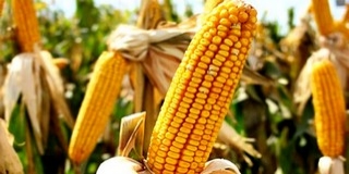 A zöldek szerint felgyorsítaná az EU a GMO-engedélyezési rendszert