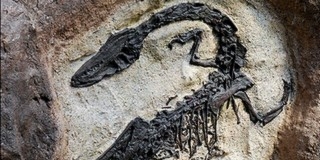 Dinók és más őslények kövületeit verik nagydobra Párizsban Dinók és más őslények kövületeit verik nagydobra Párizsban