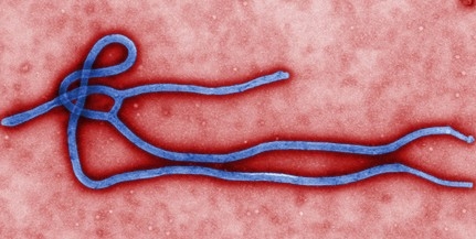 Hazánkat nem veszélyezteti az Ebola-járvány