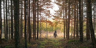 Közel kétmillió hektáros már a magyar erdővagyon