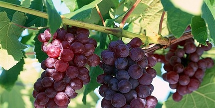 Jó minőségű a villányi cabernet franc szőlőültetvények termése