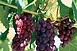 Jó minőségű a villányi cabernet franc szőlőültetvények termése