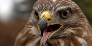 Tudományos áttörést értek el a vadorzók elleni harcban