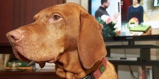 Elengedték Janosch, a vizsla előfizetési díját Koblenzben Elengedték Janosch, a vizsla előfizetési díját Koblenzben