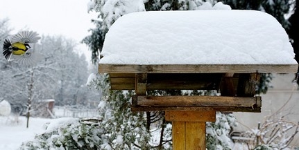 Hogyan viselkednek a madarak a hóesésben?